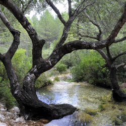 Ervaar het ecotoerisme bij Ibiza-stad's Grup Esportiu Amunt: een unieke reisbestemming voor natuurliefhebbers