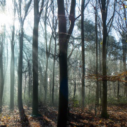 Het ontdekken van de spirituele kracht van de El Corazon del Bosque-verlichting