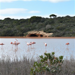 Het zien van roze flamingo's bij Ses Salines Natural Reserve op Ibiza